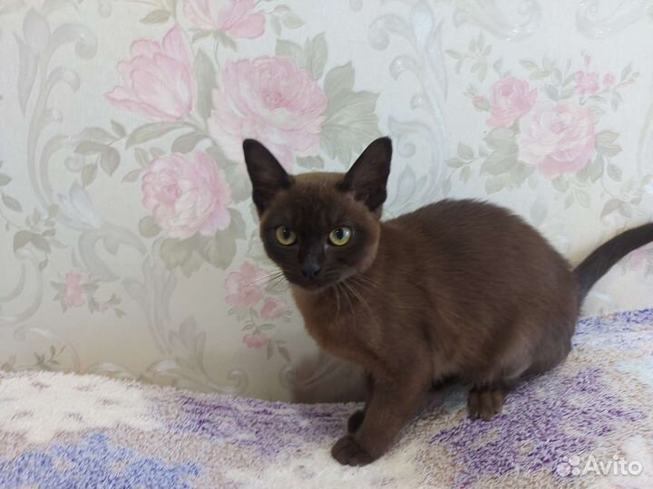 Бурманская кошечка