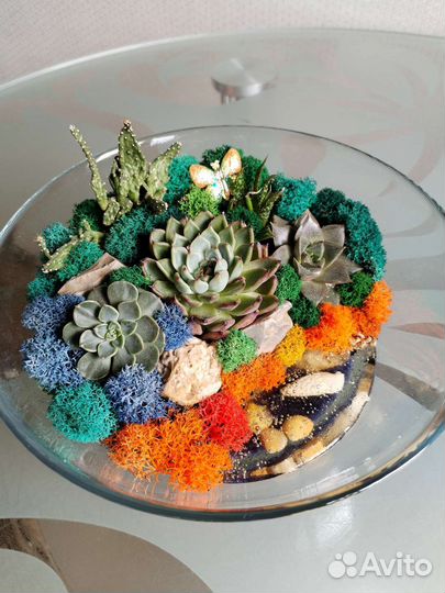 Суккуленты - Флорариум - мох Ягель