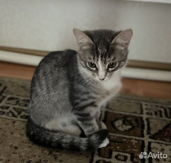 Кошка в дар бесплатно