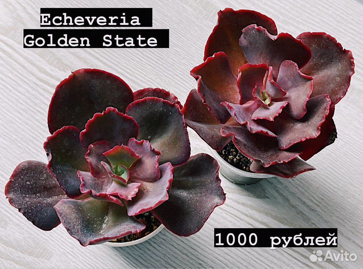 Суккуленты. Эхеверии