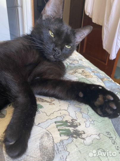 Черная кошечка