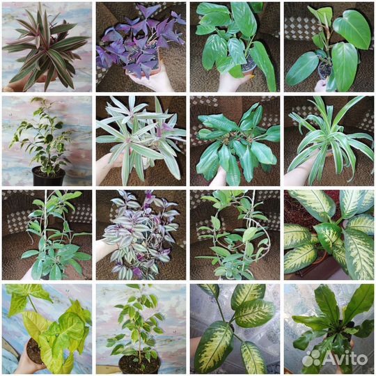 Комнатные цветы взрослые