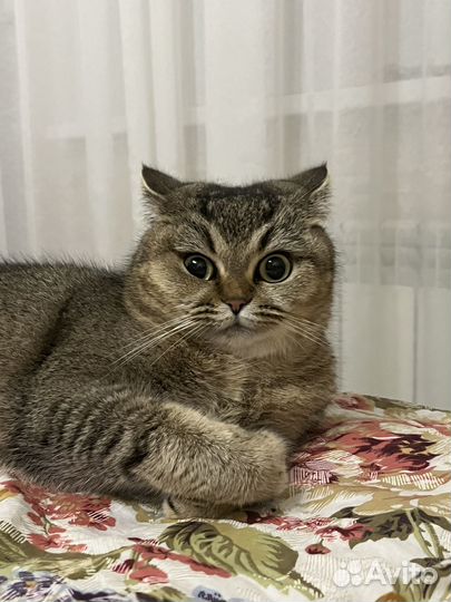 Британская кошка вязка