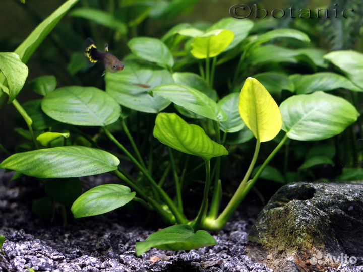 Растения для аквариума (отправляю по России)
