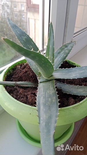 Алоэ лечебный