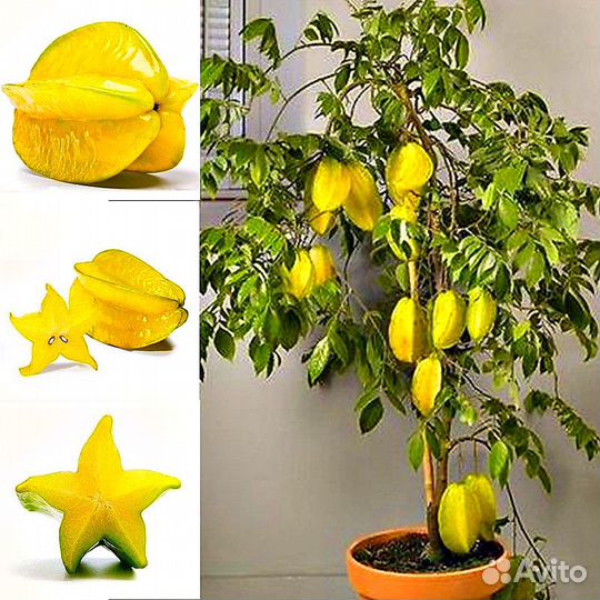 Корамбола семена