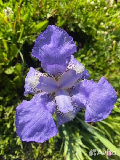 Ирисы сортовые