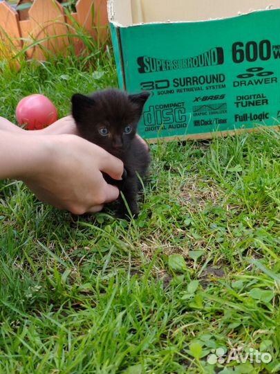 Котята в добрые руки, бесплатно