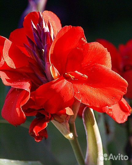 Каны цветы рассада