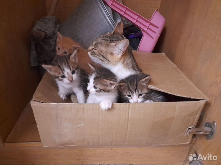 Котята в добрые руки
