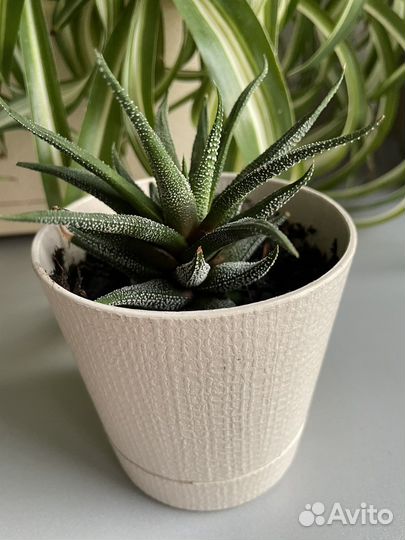 Комнатные растения