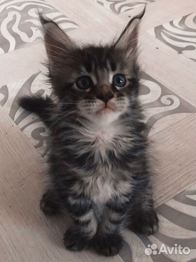 Котята мейн-кун