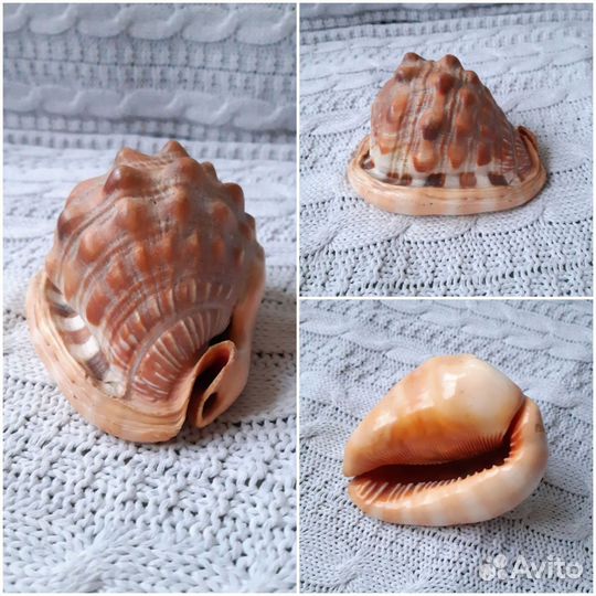 Ракушка морская большая