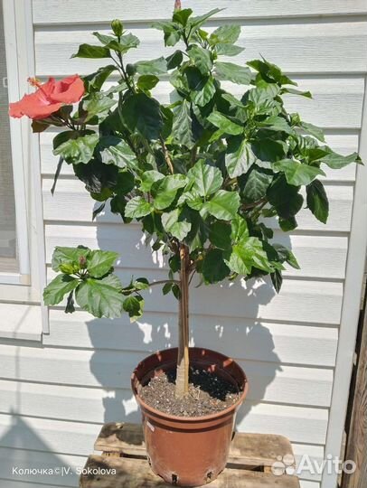 Гибискус на штамбе