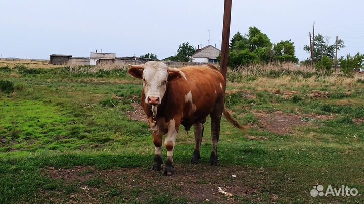 Бык симментал