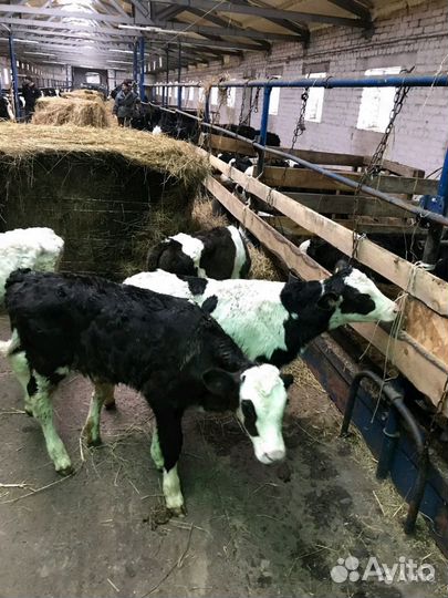 Продаём телят помесь с Абердином