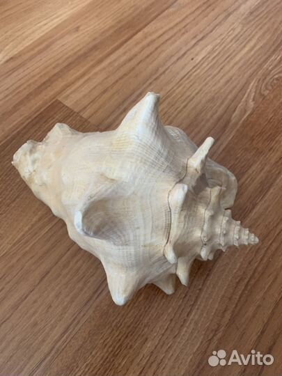 Морские раковины, цена указана за штуку