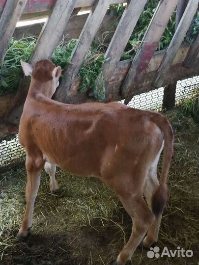 Джерсейская тёлочка