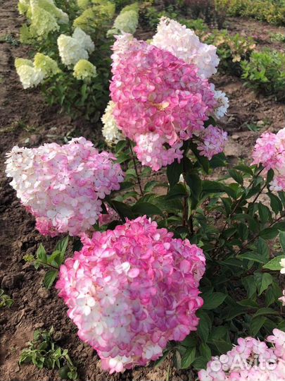 Гортензии из питомника