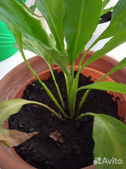 Продается цветок