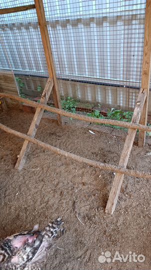 Курятник для кур