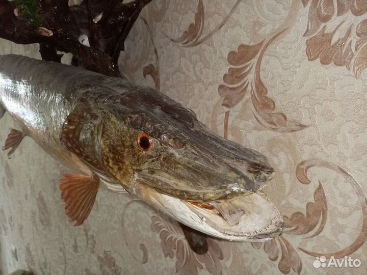 Чучело щуки
