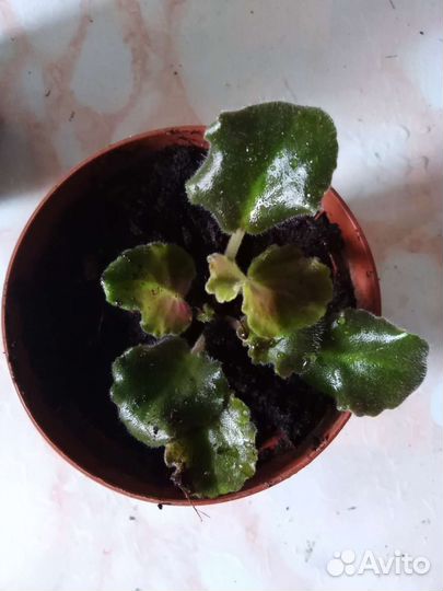 Фиалка сортовая розовая