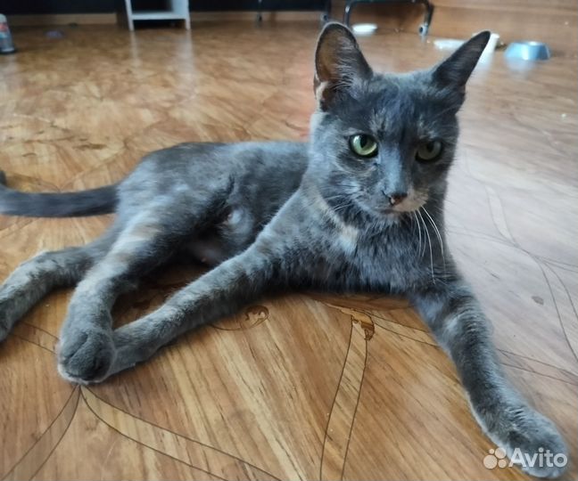 Молодая кошка