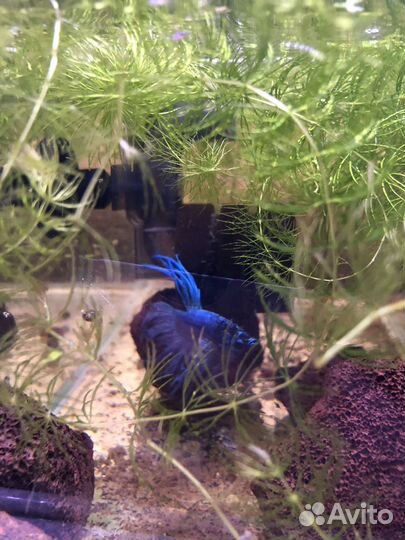 Аквариум 25 литров панорамный