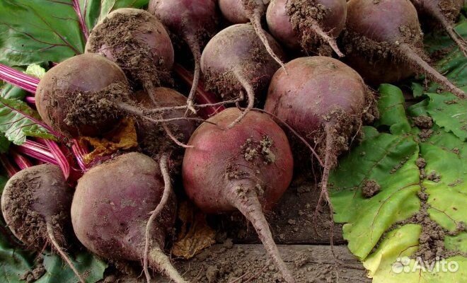 Свекла столовая