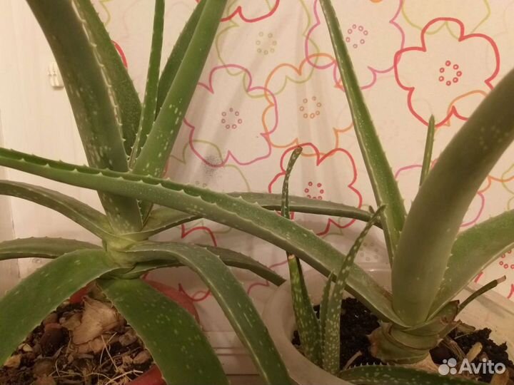 Алоэ вера лечебный