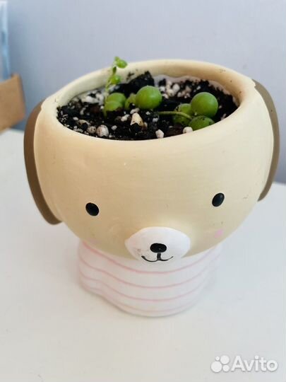 Крестовник Роули в кашпо