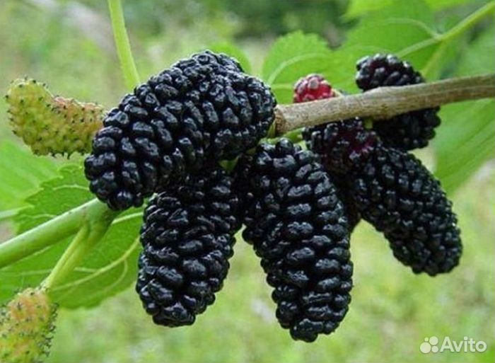 Тутовник чёрный