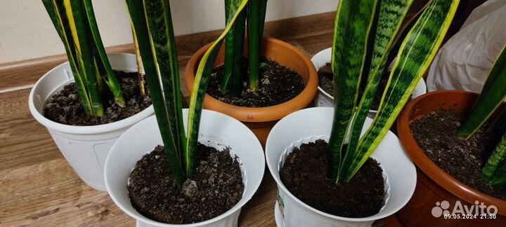 Цветы в горшках