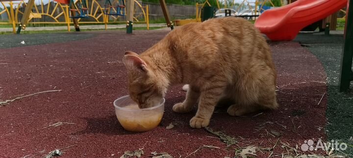 Котик в добрые руки