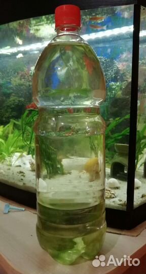 Вода для растений