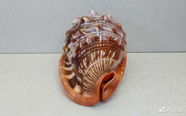 Ципрекассис руфа 17,32 морская ракушка раковина