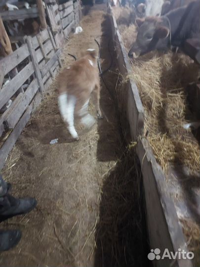 Продаю телочку двух недельную