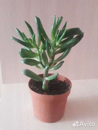 Крассула Хоббит