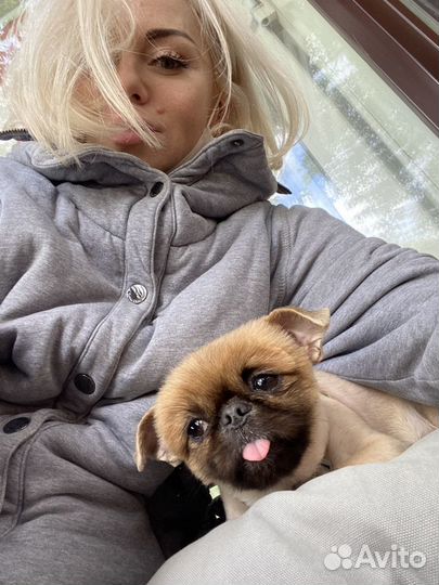 Собака для фотосессии