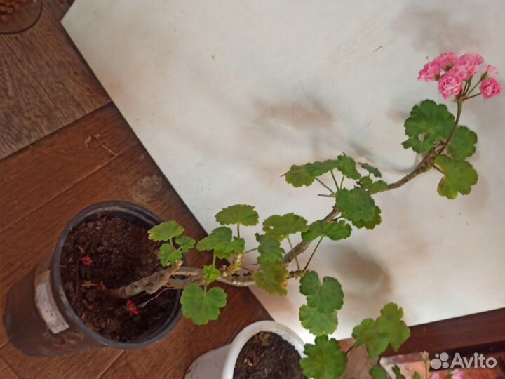 Пеларгония (мини розочки)