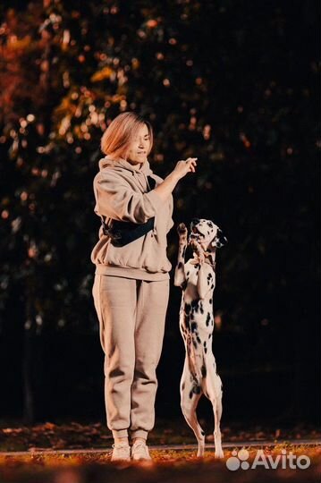 Кинолог / дрессировка собак