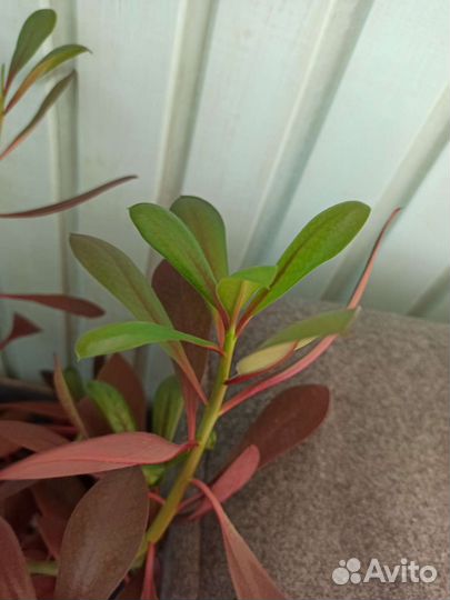 Синадениум или дерево любви