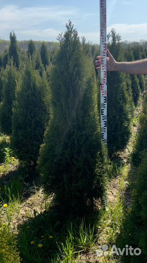 Туя Смарагд очень красивая. Опт/Розница