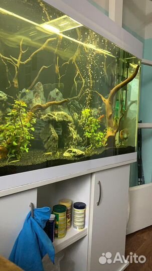 Запуск аквариума