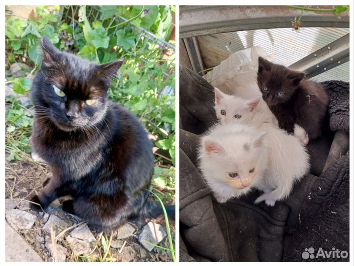 Котята и кошка