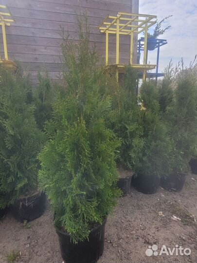 Туя западная Смарагд