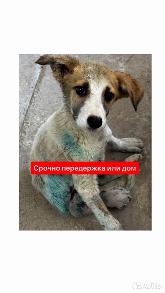Щенок в добрые руки, Санкт-Петербург