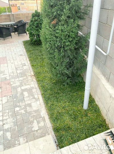 Рулонный газон 