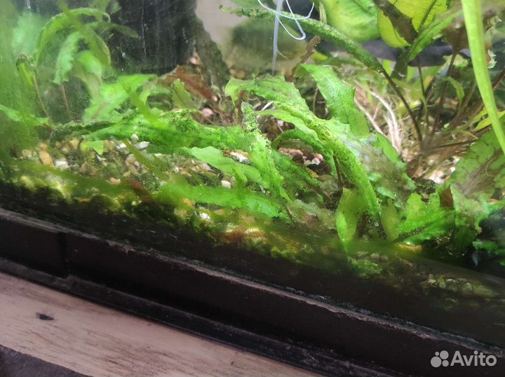 Аквариумные растения